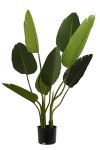 Bananplante 119cm grønn
