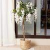 Plante White flowers Hvit