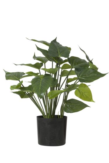 Anthurium plante grønn