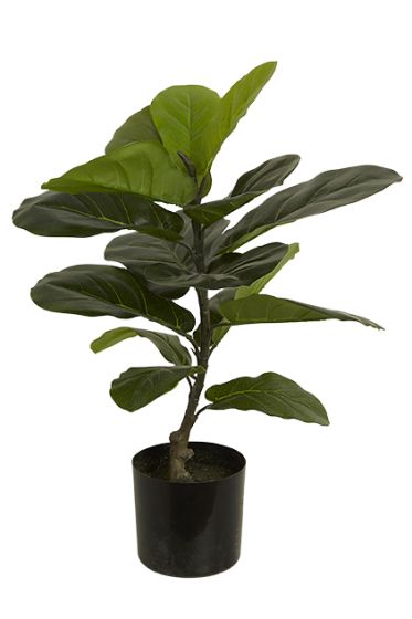 Fiolinfiken plante 60cm grønn
