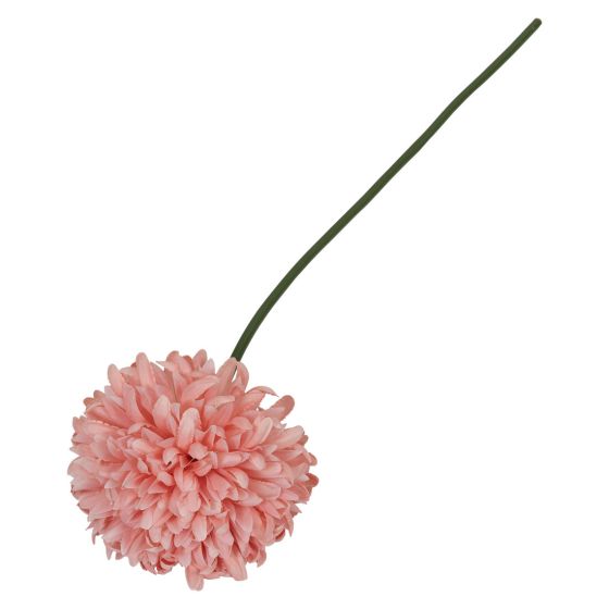 Krysantemum blomst 