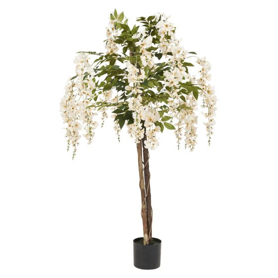 Plante White flowers Hvit