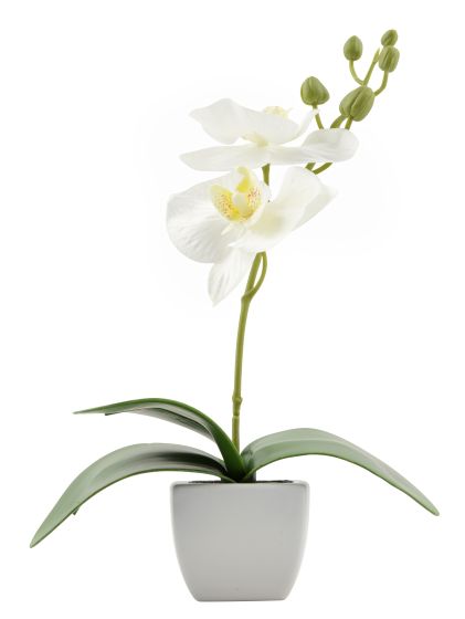 Day orkide i potte hvit